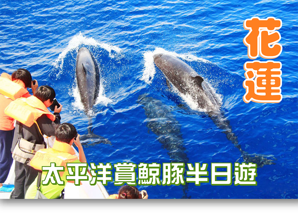 花蓮｜太平洋賞鯨豚半日遊
