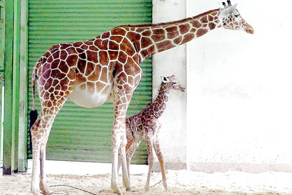 臺北市立動物園