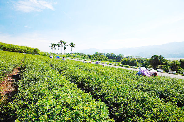 高台茶園