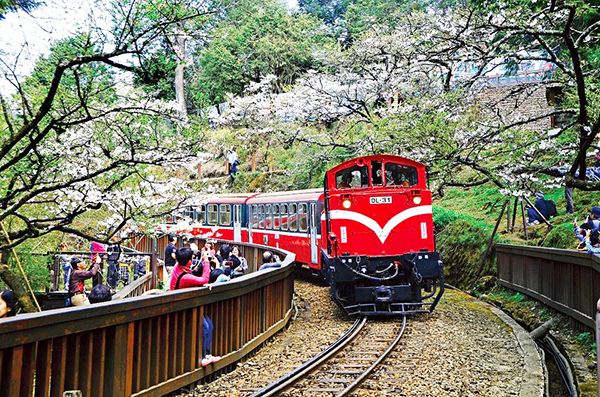 阿里山森林遊樂區-森林小火車