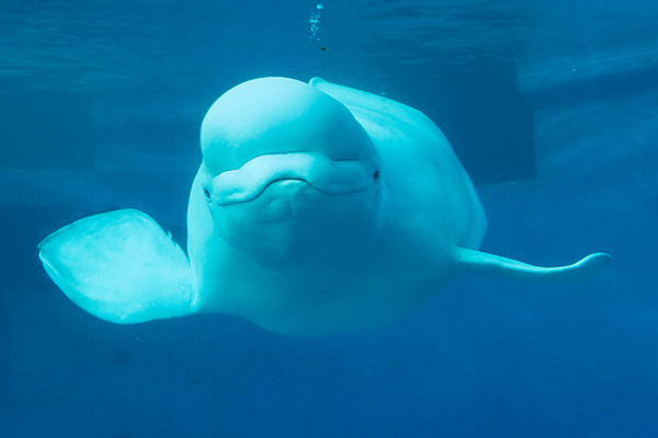 海洋生物博物館