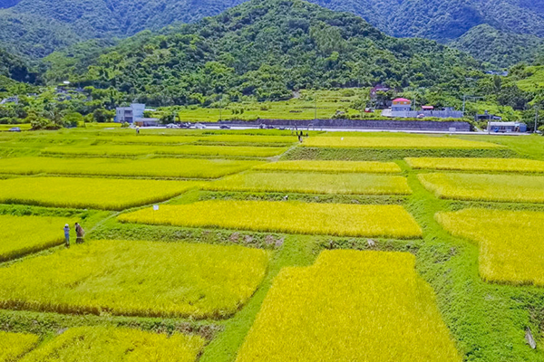 新社梯田